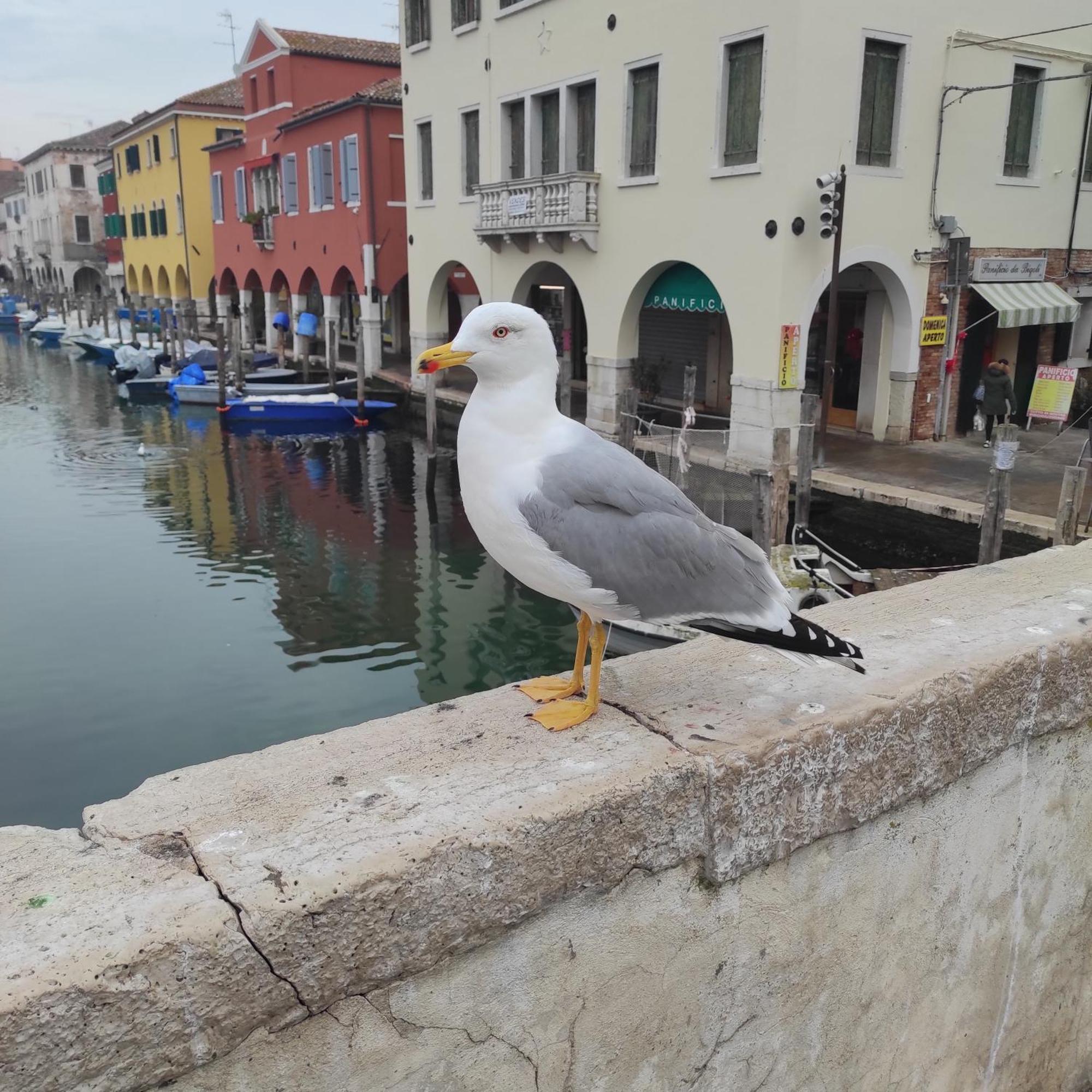 Ca' Dell'Angelo Bed and Breakfast Chioggia Exteriör bild